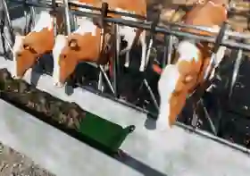 Automatische Fütterung - Vorschaubild Futterband