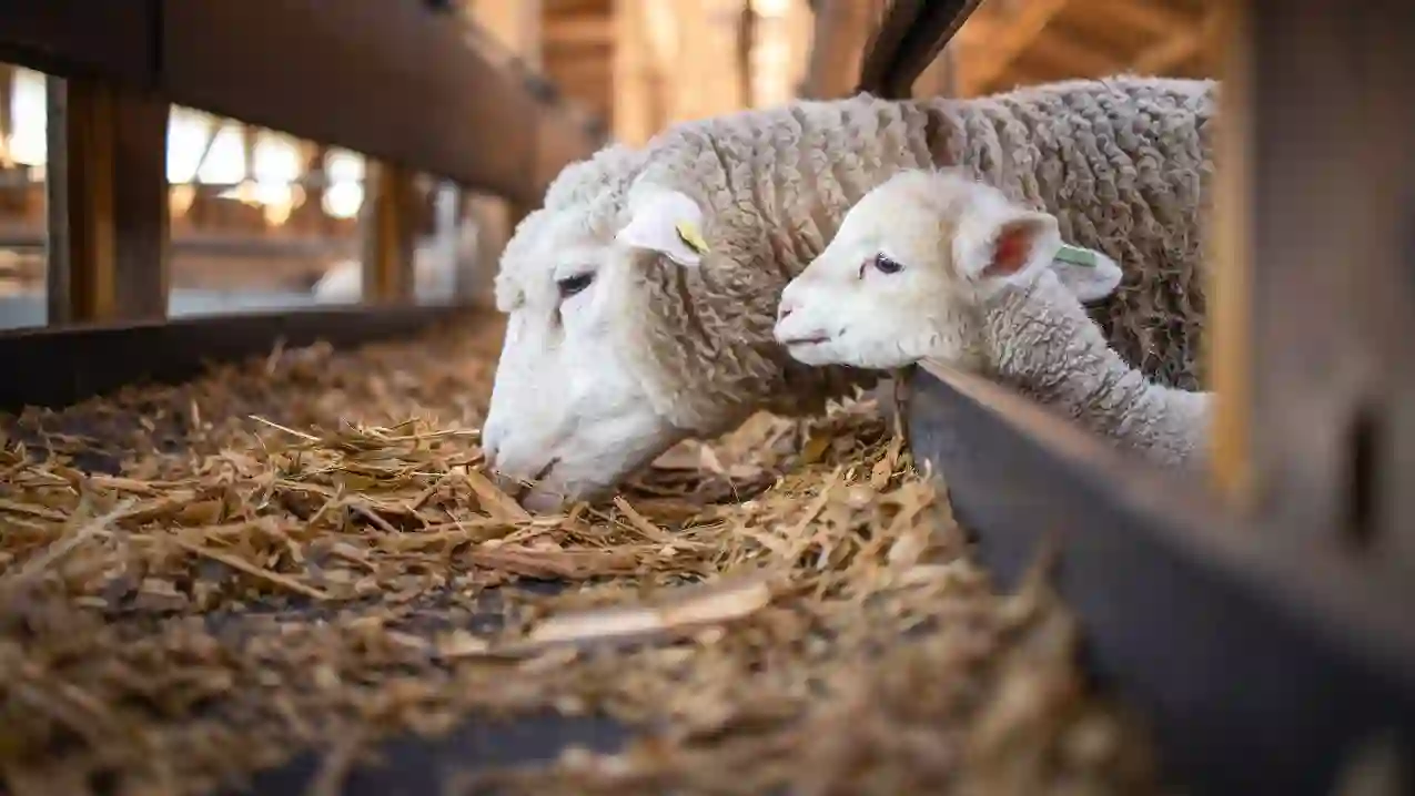 Automatische Fütterung - Tierarten - Schafe