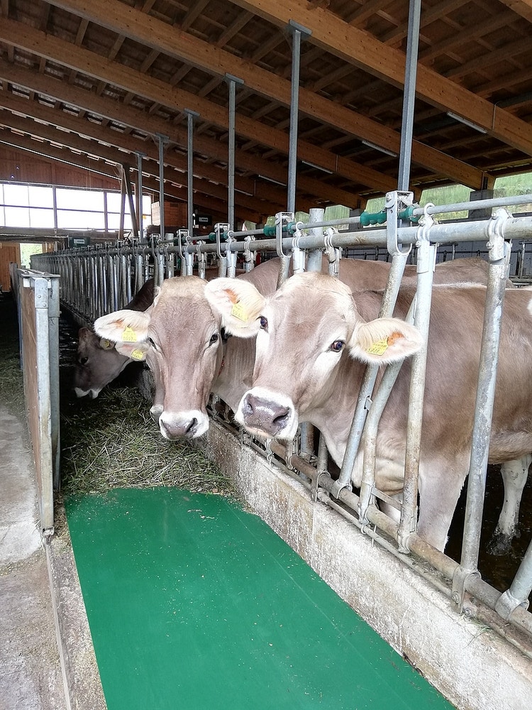 Impressionen feedstar im Stall