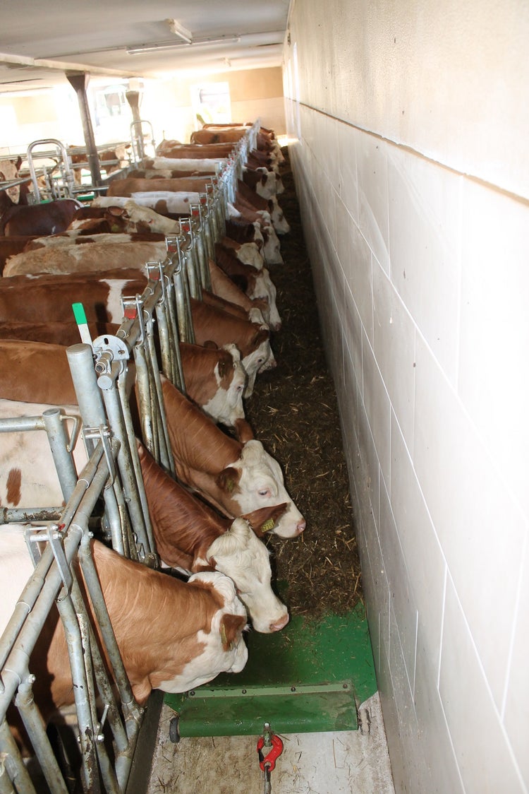 Impressionen feedstar im Stall