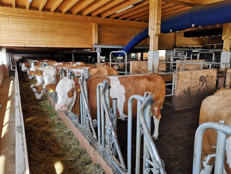 Impressionen feedstar im Stall