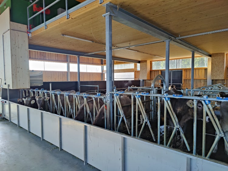 Stall bild von innen mit Feedstar Futterband