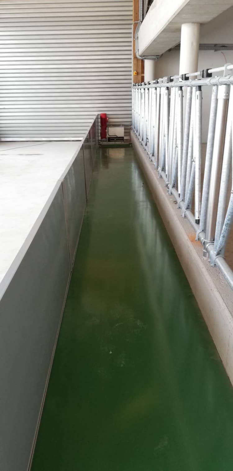 Stall bild von innen mit Feedstar Futterband