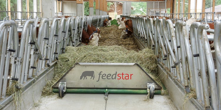feedstar Futterband in einem Stall mit fressenden Kühen
